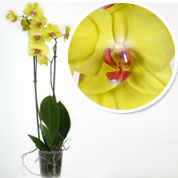 Orchid, Phalaenopsis Yellow, Phalaenopsis